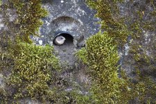 sand martin young.jpg