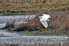 little egret.jpg