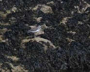 Greenshank_Girdle Ness_120820a.jpg