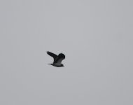 Lapwing_Girdle Ness_081120a.jpg