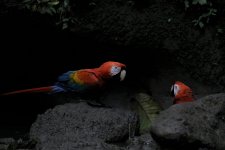 Scarlet Macaw I.JPG