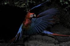 Scarlet Macaw II.JPG