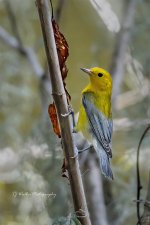 Prothonotary Warbler 1 (3598D500.jpg