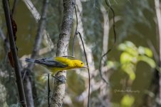 Prothonotary Warbler 2 (3601D500).jpg