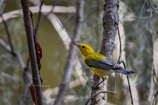 Prothonotary Warbler 3 (3605D500).jpg