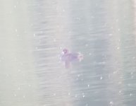 Scaup or Tufted2.jpeg