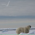 25-June-2015-Polar-bear-(190).jpg