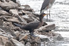 Cormorant-OldHickoryDam-20200903-2837.jpg