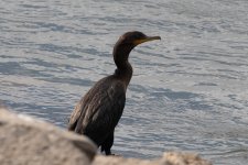 Cormorant-OldHickoryDam-20200903-2853.jpg