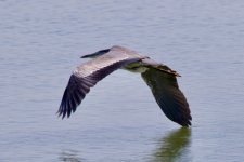 Gray Heron (2).jpeg