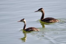 Great Crested Grebe (3).jpeg