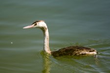 Great Crested Grebe (1).jpeg