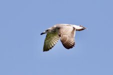 Mongolian Gull (2).jpeg