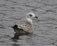 Common Gull_Girdle Ness_150820a.jpg