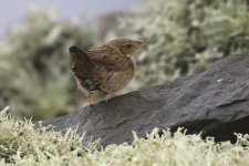 20201002 (19)_Lanceolated_Warbler.JPG