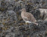 Curlew_Girdle Ness_150820a.jpg