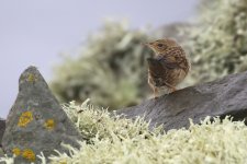 20201002 (21)_Lanceolated_Warbler.JPG