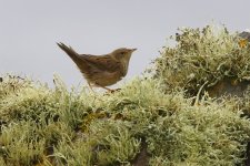 20201002 (27)_Lanceolated_Warbler.JPG