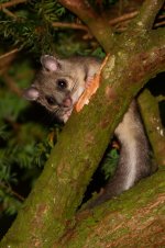 20200901 (5)_Edible_Dormouse.JPG