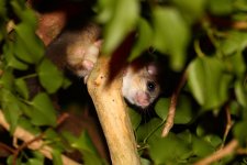 20200901 (7)_Edible_Dormouse.JPG