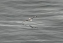 Fulmar 001.JPG