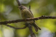 vireo1.jpg