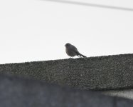 Black Redstart_Girdle Ness_121120a.jpg