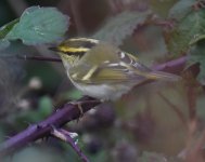 Pallas's Warbler_Girdle Ness_061020a.jpg