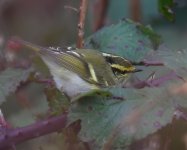 Pallas's Warbler_Girdle Ness_061020b.jpg