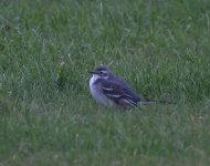 Citrine Wagtail_Aberdeen_061020b.jpg