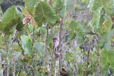 White-fronted Capuchin.jpg