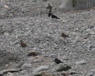 Blacktailed Godwit_Girdle Ness_160820a.jpg