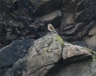 Whinchat_Girdle Ness_160820a.jpg