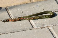 Tiger Keelback snake.jpeg