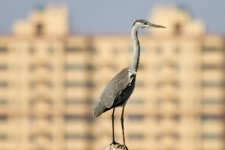 Gray Heron (2).jpeg