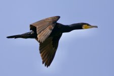 Great Cormorant (1).jpeg