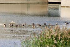 Eastern Spot-Billed Duck.jpeg