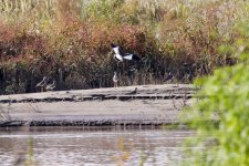 Grey-Headed Lapwing (1).jpeg