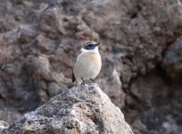 ci stonechat.JPG