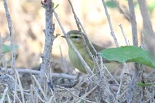 Mosquitero musical (Phylloscopus trochilus).jpg