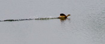 Little Grebe.jpeg