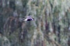 Whiskered Tern.jpeg