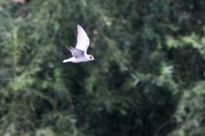 White-Winged Tern (1).jpeg