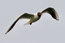 Black-Headed Gull.jpeg