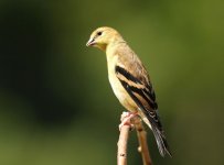 Goldfinch American 2020-08-14 358.jpg