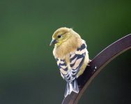 Goldfinch American 2020-08-17 068.jpg