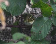 Pallas's Warbler_Girdle Ness_071020b.jpg