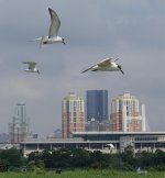 DSC07641 Whiskered Terns @ San Tin.jpg