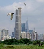 DSC07673 Whiskered Tern @ San Tin.jpg