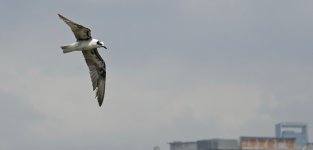 DSC07621 White-winged Tern @ San Tin.jpg